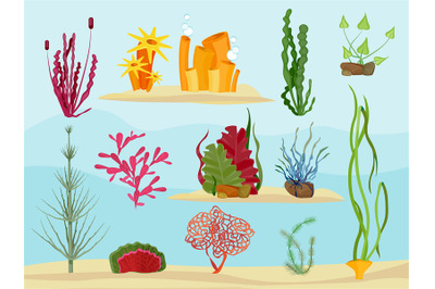 Seaweed underwater. Wildlife marine botanical plants in ocean or sea v