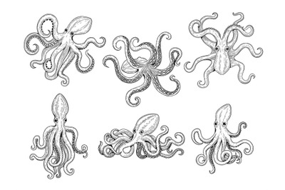 Octopus. Ocean fishes big underwater monster wild squid vector hand dr