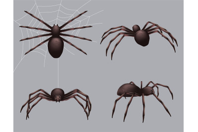 Spider realistic. Nature insects crawl venom black fear spider vector