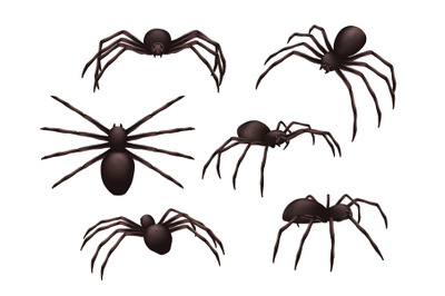 Insects realistic. Spider danger venom horror poisonous black symbols