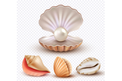 Realistic seashells. Mollusk shells ocean beach objects luxury pearls