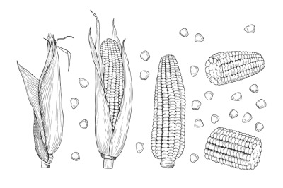 Corn sketch. Sweet botanical plant. Isolated vintage healthy corns, ha