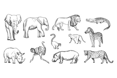 Sketch animal. African wild savanna fauna. Isolated lion, elephant, le