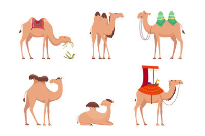 Camel. African desert egypt or india travel animals vector cartoon cam