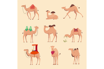 Desert camels. African funny animals for travelling across africa or e