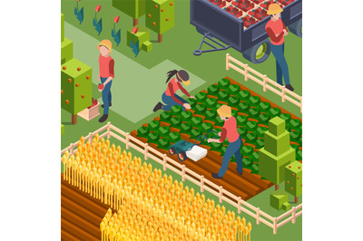 Farmers harvest. Isometric people working on field growth natural eco