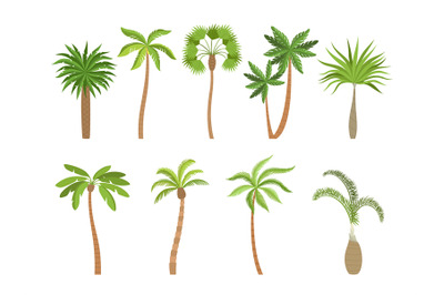 Palm tree. Brazil hawaii exotic plants with coconut vector cartoon ill