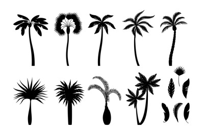 Palm tree silhouettes. Exotic brazil tropical trees branches with leav