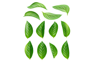 Green tea leaves. Eco natural plants aromatic hot drink vector leaves