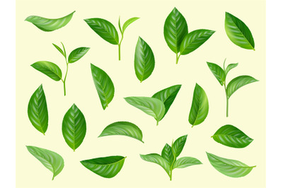 Green leaves set. Plants natural aromatic herbs vector realistic colle