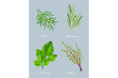 Green herbs. Realistic species for culinary medical plants food aromat