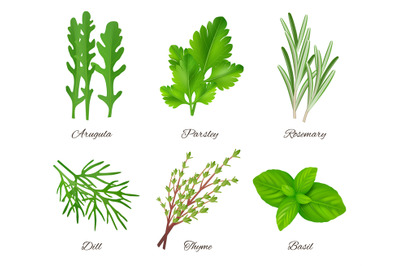 Herbs realistic. Green food species aromatic product ingredients parsl