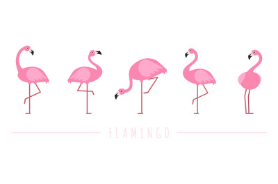 Pink flamingo. Exotic tropical birds characters. Isolated wildlife ani