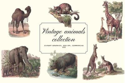 Antique Animal Clipart Set, Vintage Elephant Clipart Graphics