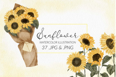 37 Watercolor Sunflower Illustration Set