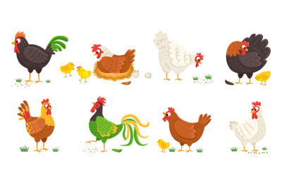 Cartoon domestic chicken. Funny roosters and mother hens various breed