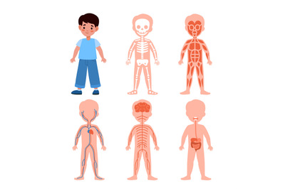 Boy body system. Kids anatomy poster, medical education schemes, skele