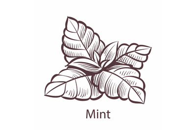 Mint icon. Hand drawn detailed organic product sketch style illustrati