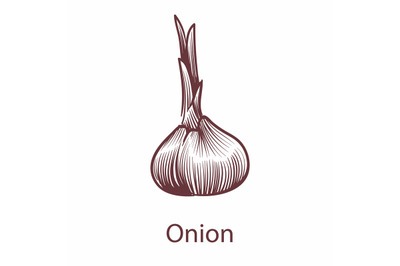 Onion isolated on white background. Detailed organic product sketch, f