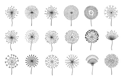 Dandelion flowers. Fluffy meadow flower with seeds. Summer natural flo