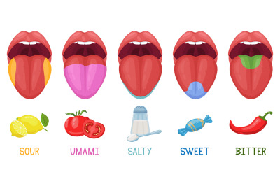 Cartoon human taste areas. Tongue taste receptors, sour, sweet, bitter