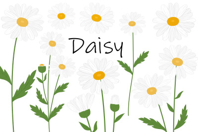 Daisy flowers. Daisy SVG. Flowers SVG. Daisy botanical SVG
