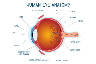 Cartoon eye anatomy scheme. Human eye ball infographic, eyeball inner