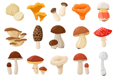 Cartoon mushrooms. Poisonous and edible mushroom, chanterelle, cep, am