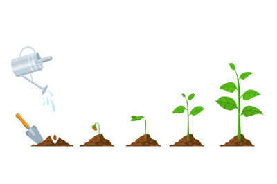 Green sprout grow. Seedling and planting phases. Plant with leaves, be