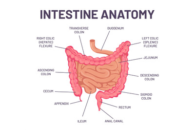 Intestine anatomy. Human body digestive system bowel infographic with