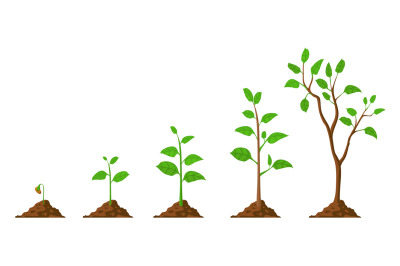 Tree grow. Plant growth from seed to sapling with green leaf. Stages o