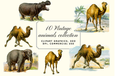 Antique Animal Clipart Set, Vintage Elephant Clipart Graphics