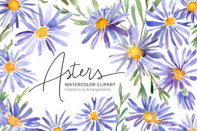 Watercolor Violet Asters Flowers