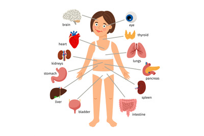 Girl internal organs. Female human internal organs on girl body infogr