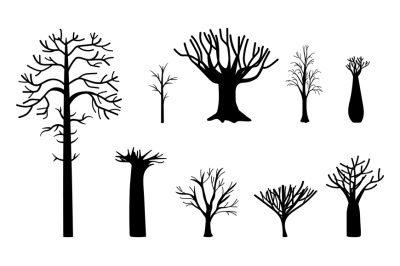 Naked trees silhouette