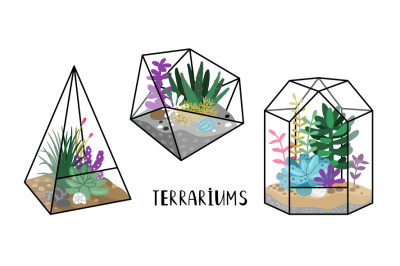 Terrariums with plants