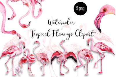 Watercolor tropical Flamingo Clipart
