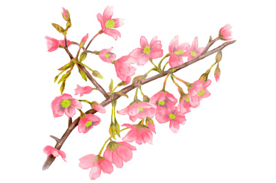 watercolor spring tree branch