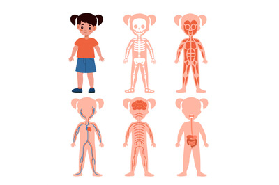 Girl body system. Kids silhouettes with vital systems inside&2C; bones an