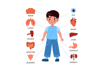 Kids internal organs system. Little boy with markers and organs around