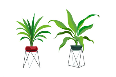 Houseplant modern stands. Tropical ficus or palm in pot, botanical dec