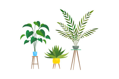 Indoor plants. Tropical ficus or palm in pot on wooden stands, housepl