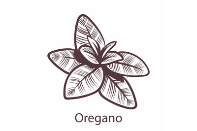 Oregano. Engraving isolated illustration of vegan food, hand drawn her