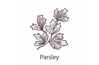 Parsley leaves and plant. Engraving isolated herbs and spices, hand dr