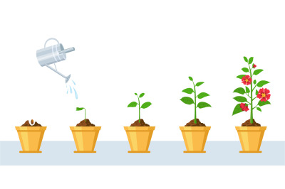 Flower growth process. Seedling, watering and gardening flowers phases