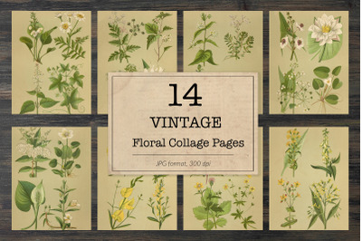 Vintage field plants, ephemera classics