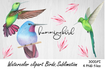 Watercolor Clipart hummingbird.Sublimation bird.