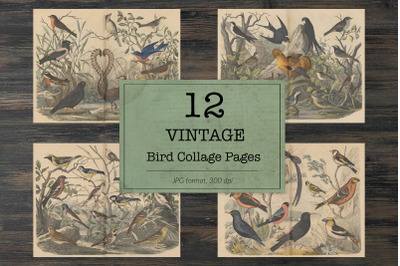 Vintage birds illustrations