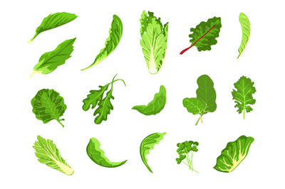 Salad leaves. Green fresh farm food, lettuce, cabbage, arugula, cress