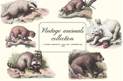 Antique Animal Clipart Set, Vintage Bear Clipart Graphics